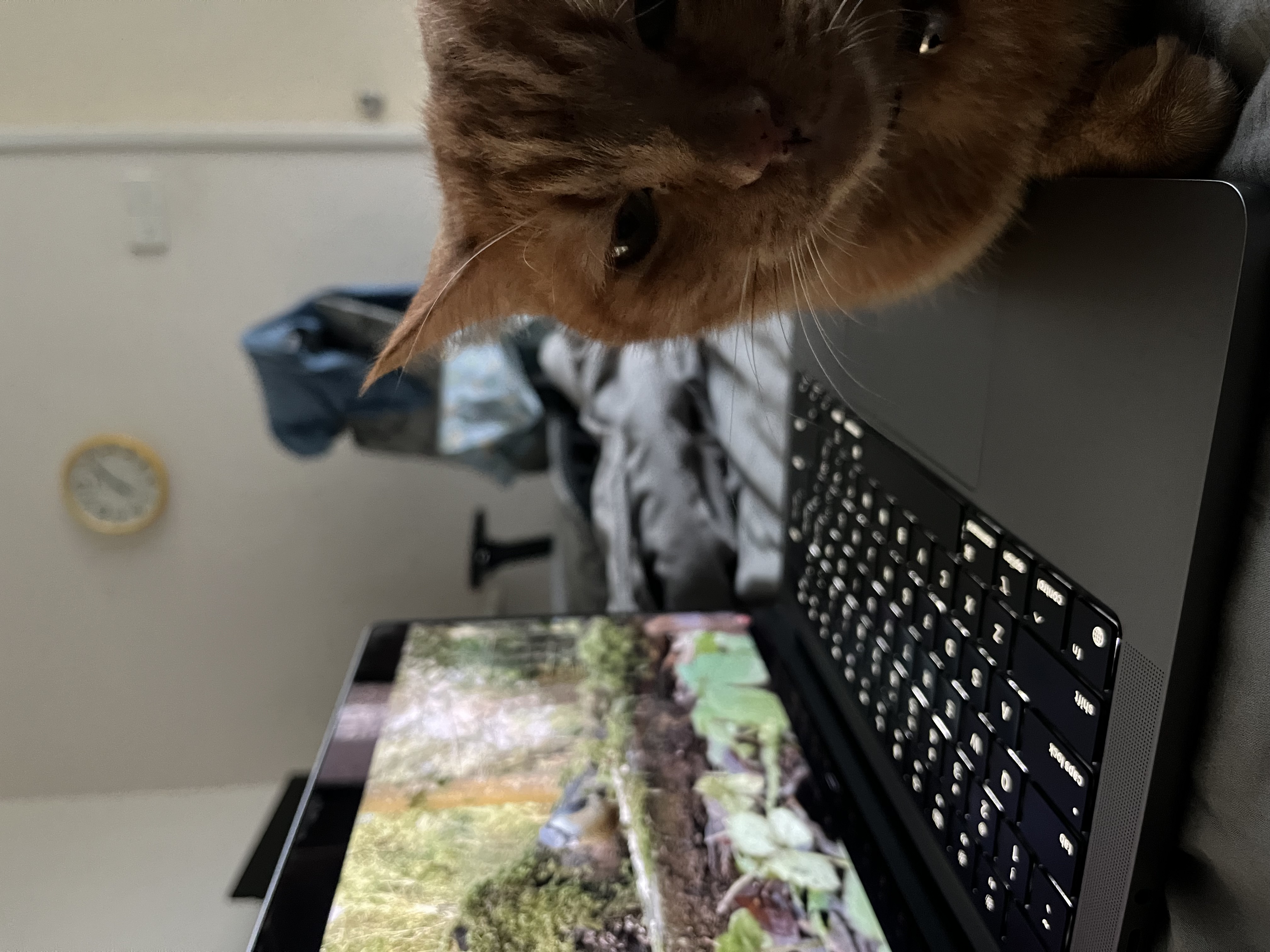 Ginger birdwatching