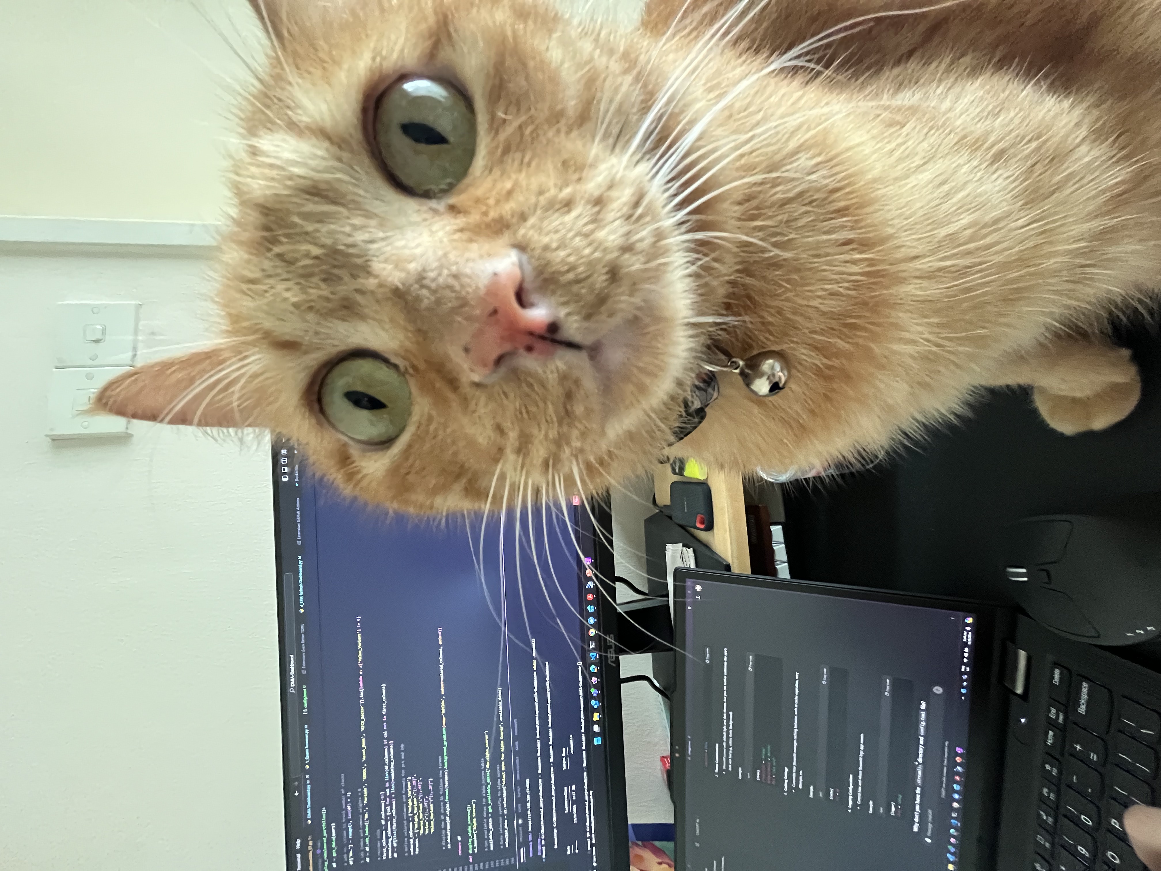 Ginger coding with me