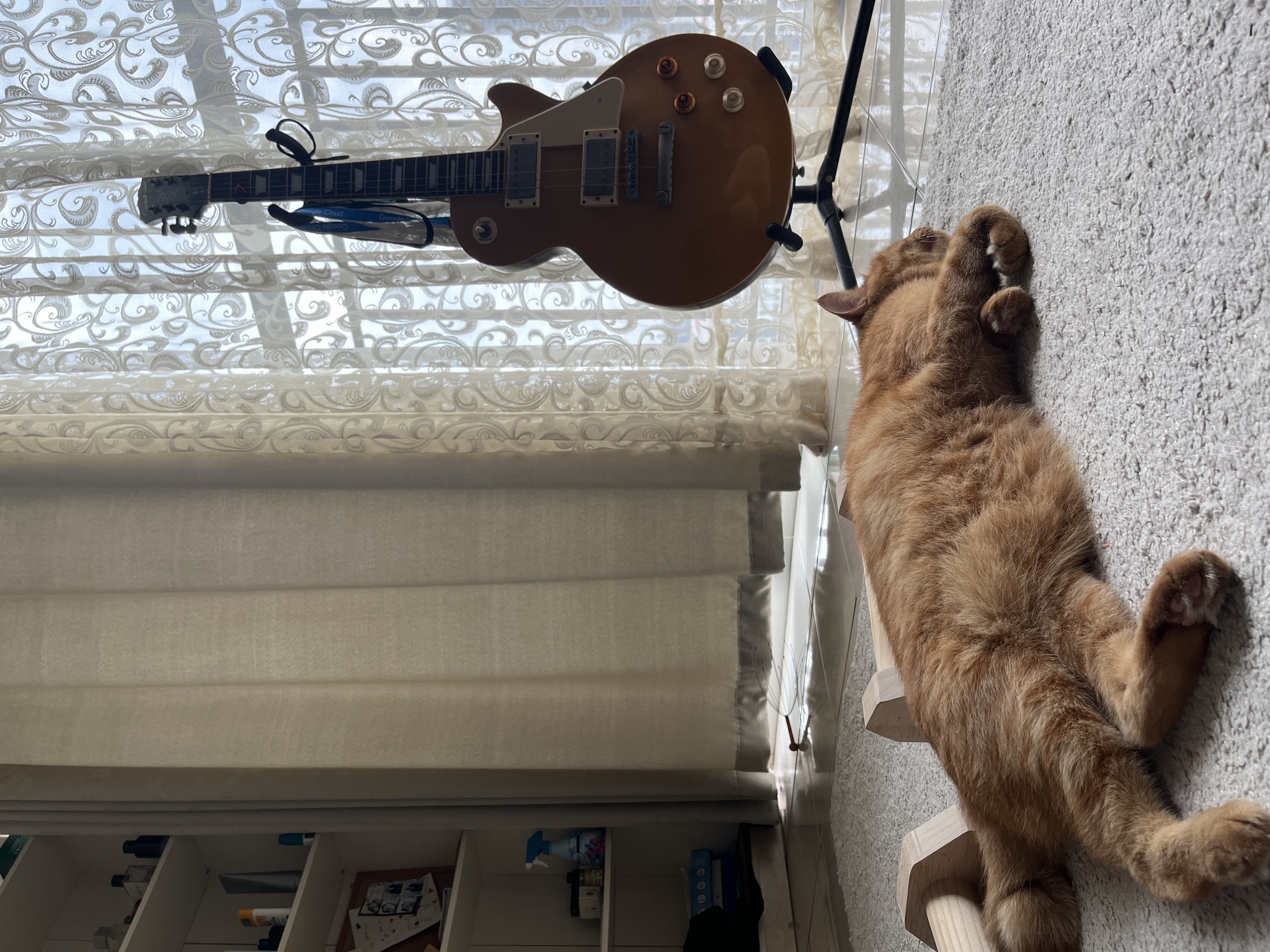 Ginger lazing